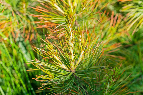 close-up of red cedar pine needles. Treatment and diseases of coniferous trees - Photo, Image