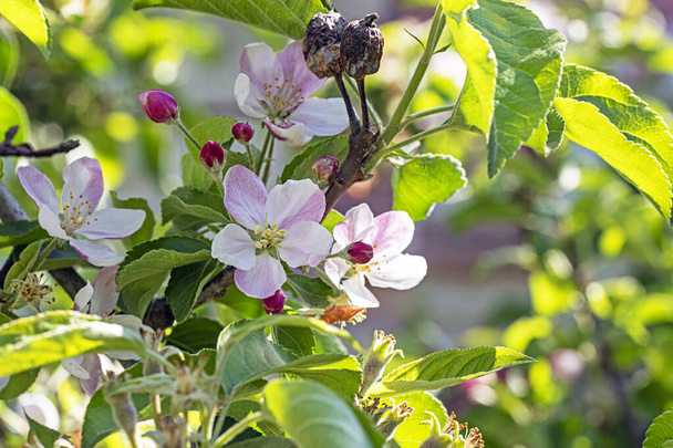 kwitnąca jabłoń z zeszłorocznymi owocami. agrofagi i choroby - Zdjęcie, obraz