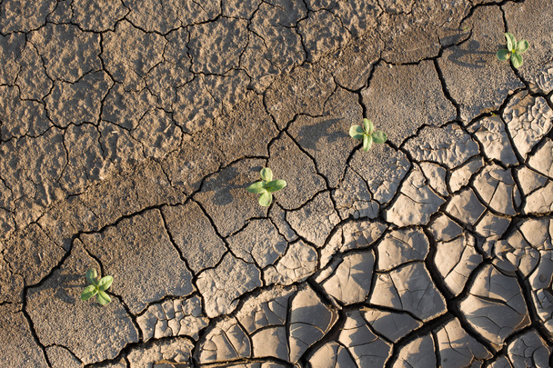 Młode rośliny w glebie, suszone - Zdjęcie, obraz