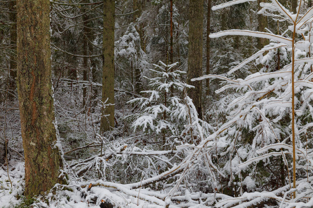 Sneeuwachtige bomen rond de rivier in het bos - Foto, afbeelding