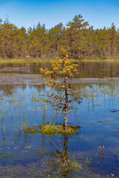 Bataklıktaki bataklık orman parkı. Kuzey Avrupa, Estonya, Virü. Sonbahar sezonu. - Fotoğraf, Görsel