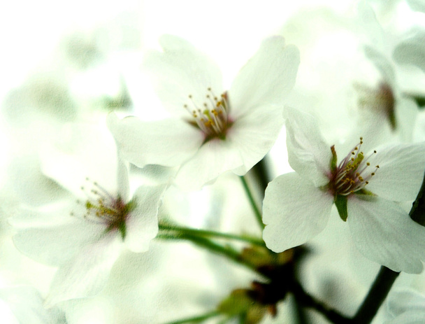 schöne verschwommene Sakura-Blüten am Morgen. Kreuzverarbeitung auf Zementstruktur. - Foto, Bild