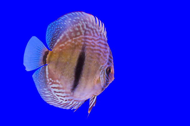 Pompadour-Fisch - Foto, Bild