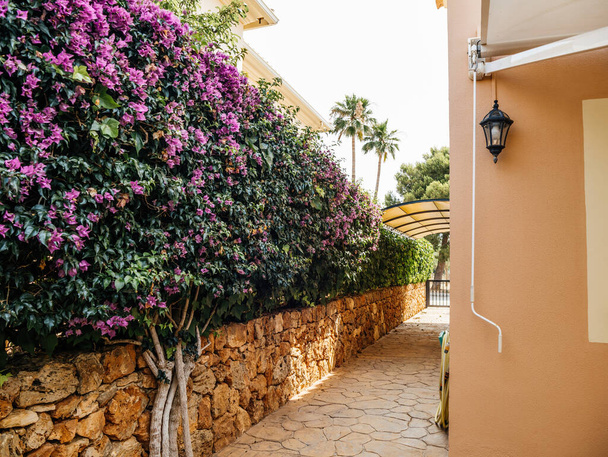 A walkway in Mallorca lined with a vibrant bougainvillea and a traditional stone wall leading to a canopy - Photo, Image