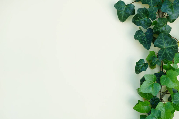 Рамка зеленого листя на білому тлі, простір копіювання - Фото, зображення