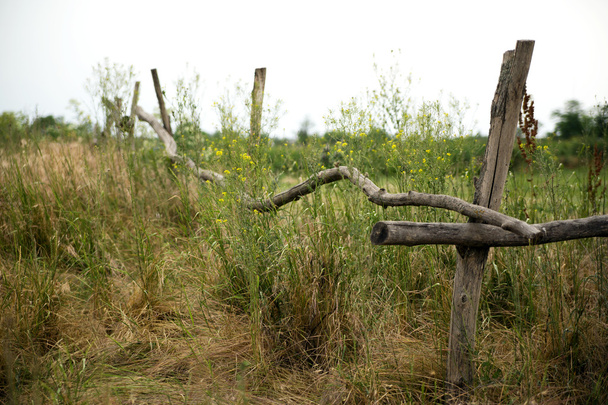 Kerítés egy Fenyér - Fotó, kép