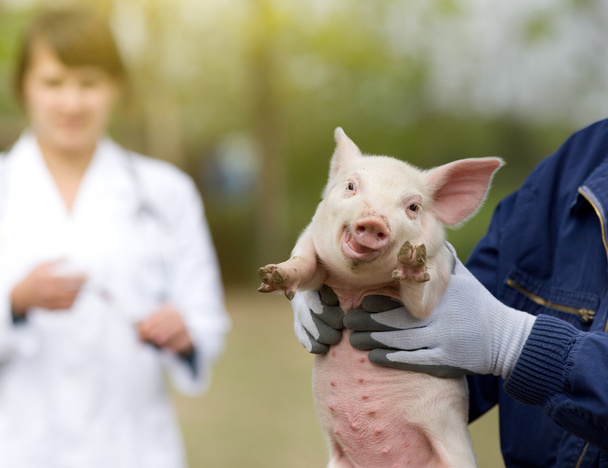 子豚の世話獣医 - 写真・画像