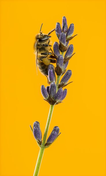 Včela, živícího se travarica přední oranžové poza - Fotografie, Obrázek