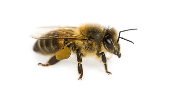 Bal arısı beyaz arka plan önünde - Fotoğraf, Görsel