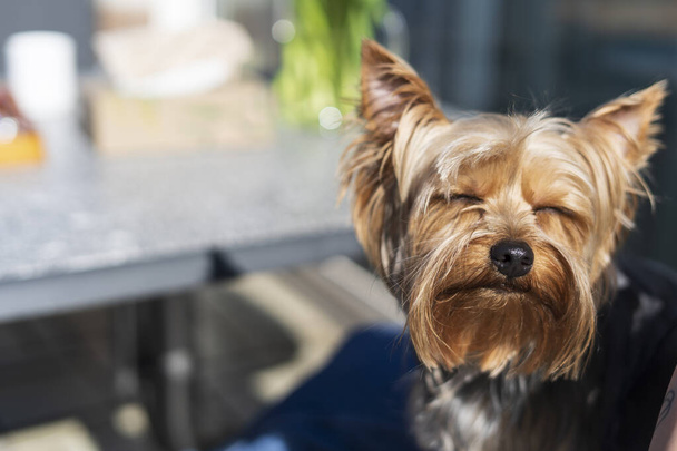 Yorkshire Terrier on the background of a table in a cafe - Photo, Image