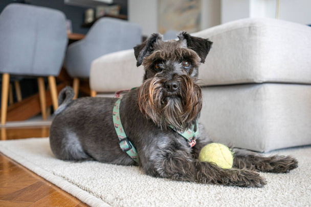 Портрет пушистой миниатюрной шнауцеровской собаки, удобно сидящей в помещении - Фото, изображение