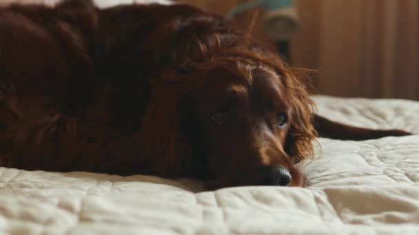 Ευτυχισμένο χαριτωμένο ιρλανδικό σκυλί Setter κοιμάται στο κρεβάτι, καφέ σκυλί με μαύρη μύτη βρίσκεται και στηρίζεται σε ένα άνετο κρεβάτι. Υψηλής ποιότητας υλικό FullHD - Πλάνα, βίντεο