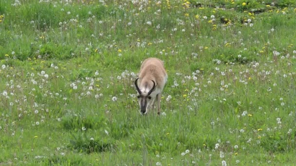 Пряжка рогу випасується в полі трав і кульбаб, в Єллоустонському національному парку - Кадри, відео