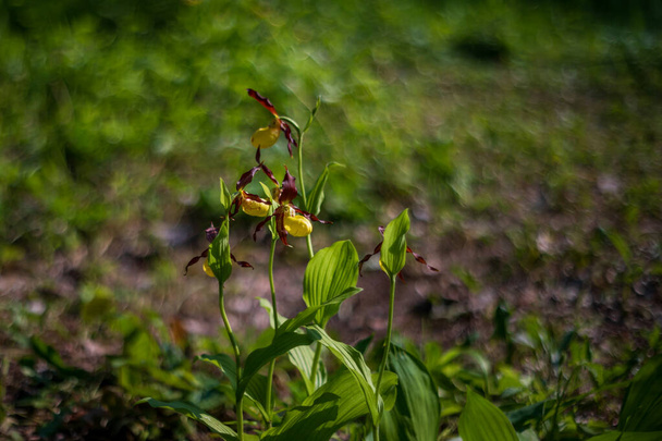 Cypripedium calceolus - Kapcie - piękny żółty kwiat w trawie kapusty. Zdjęcie dzikiej przyrody. - Zdjęcie, obraz
