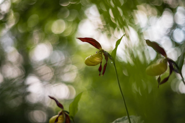 Cypripedium calceolus -スリッパ-キャベツの草の中の美しい黄色の花。野生の自然写真. - 写真・画像
