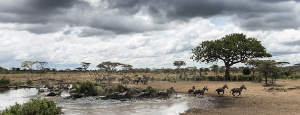 Beslag van Zebra's rust door een rivier, Serengeti, Tanzania, Afrika - Foto, afbeelding