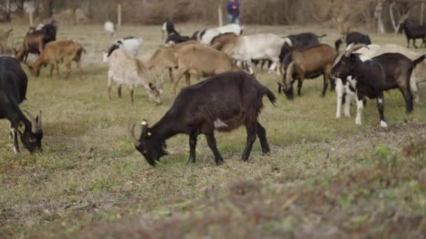 Egy fekete bárány füvet eszik a haverjaival - 4K Horizontális videó - Felvétel, videó