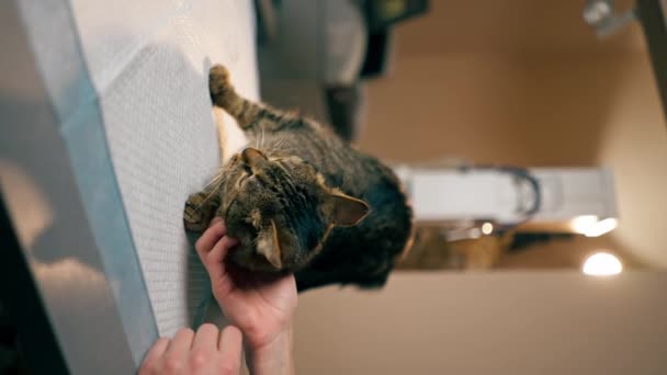 vídeo vertical de primer plano en la clínica veterinaria de los propietarios manos femeninas arañan la cabeza de los gatos - Imágenes, Vídeo