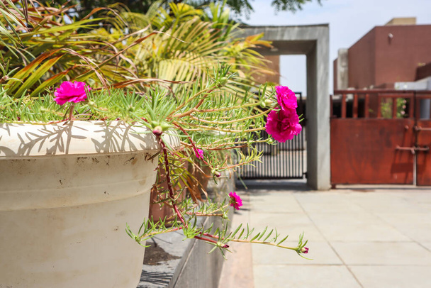 Цветок розового портвейна или роза Мбаппе, растущая в доме. Садоводство - Фото, изображение