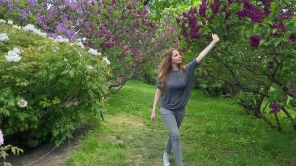 Een meisje loopt langs een bloeiende lila en raakt een bloemblaadje aan met haar hand. Een wandeling in het park. Het meisje loopt haar hand over de rode lila bloemen, en buigt dan de tak en ruikt het. - Video