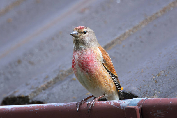 common linnet in urban area, bird on top of a house (Linaria cannabina) - Photo, Image