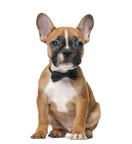 Bulldog francés con corbata de lazo delante de una espalda blanca
 - Foto, imagen