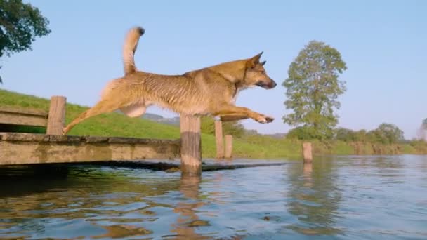 SLOW MOTION, CLOSE UP: Agile dog leaps into river and swims towards floating ball. Playful doggo jumps from a small wooden dock into refreshing clear water to cool off on a hot and sunny summer day. - Footage, Video