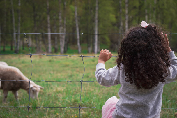 Οπίσθια όψη κοριτσιού που κοιτάζει ζώα  - Φωτογραφία, εικόνα