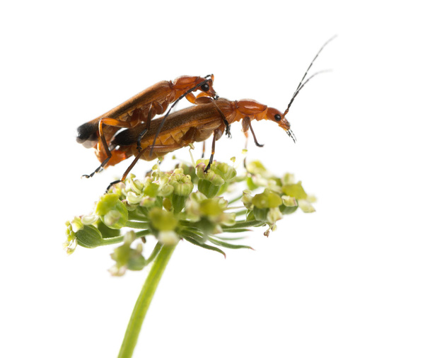 Common red soldier beetle, Rhagonycha fulva, mating on a flower  - Photo, Image