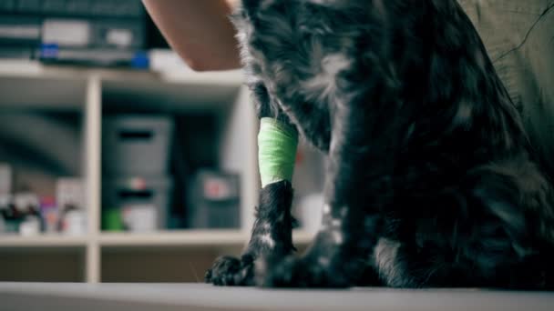 primer plano en una clínica veterinaria el médico sostiene una pata vendada de un spaniel negro - Imágenes, Vídeo