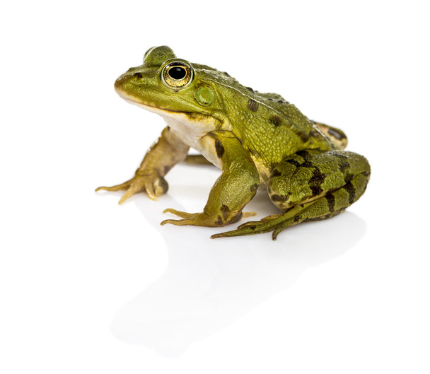 Common Water Frog in front of a white background - Photo, Image