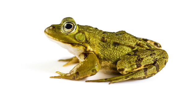 Звичайна водяна жаба перед білим фоном. - Фото, зображення