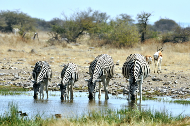 Burchell 's Zebra v Africe - Fotografie, Obrázek