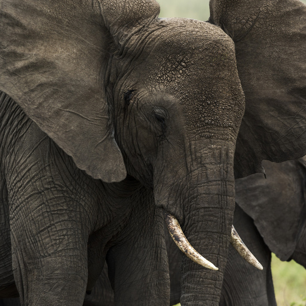 Primer plano de un elefante, Serengeti, Tanzania, África
 - Foto, Imagen