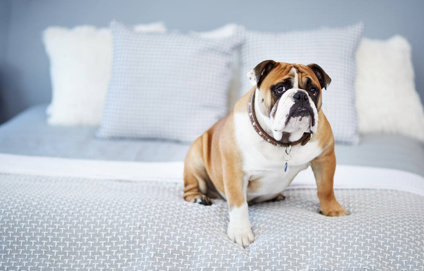 Bett, Haustier und Porträt des Hundes zu Hause, um sich für entzückende, niedlich und liegend in Haus oder Wohnung zu entspannen. Adoption, Rettung und Bulldogge im Schlafzimmer komfortabel zum Schlafen, Ausruhen und Ruhen am Wochenende. - Foto, Bild