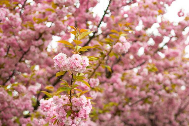 春に桜が咲きました. 桜の枝が咲いている春の背景. テンドルネス。 香料コンセプト. - 写真・画像