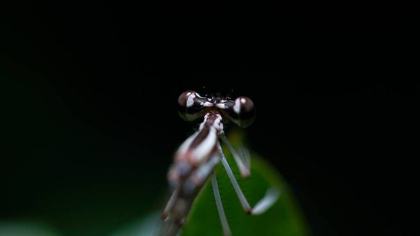 The Enigmatic Gaze: Close-up of Dragonfly Head - Photo, Image