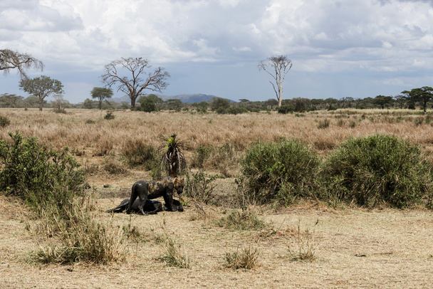 Βρώμικο λέαινα στέκεται δίπλα το θήραμά του, Serengeti στην Τανζανία, Af - Φωτογραφία, εικόνα