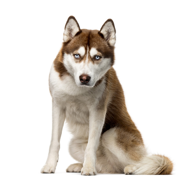 Siberian Husky (2 years old) in front of a white background - Photo, Image