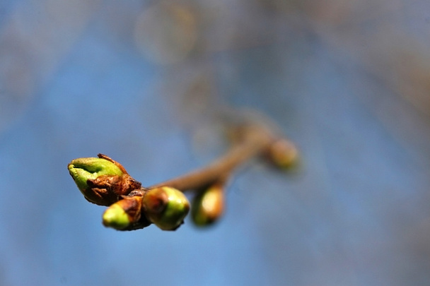spring twing in the blue sky - Photo, Image