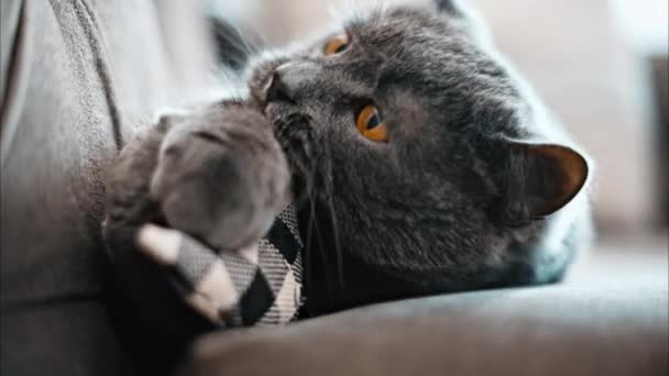 Británico Taquigrafía gato con naranja ojos acostado en el sofá, jugando con un juguete - Imágenes, Vídeo
