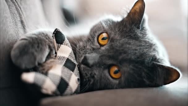 British Shorthair gato con los ojos anaranjados acostado en el sofá, con un juguete en sus patas - Imágenes, Vídeo