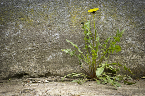 Pampeliška s květinou, growht betonu - Fotografie, Obrázek