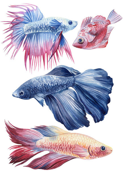akwarium ryby zestaw akwarela izolowane na białym tle. Malowanie życia w morzu. Akwarela morska kolorowe ryby Betta. Wysokiej jakości ilustracja - Zdjęcie, obraz