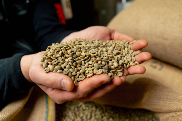 Close-up of a coffee roasting factory a worker holding green coffee in his hands getting enough sleep - Photo, Image