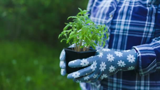 Zemědělství. Samičí farmářské ruce v pracujících zahradnických rukavicích držících list pěstované rostliny. Koncept zemědělství, zahradnictví nebo ekologie. Vysoce kvalitní FullHD záběry - Záběry, video