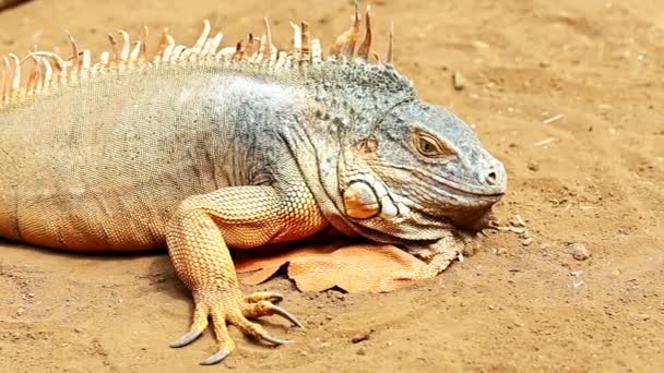 Iguana ou lagarto na areia amarela
 - Filmagem, Vídeo