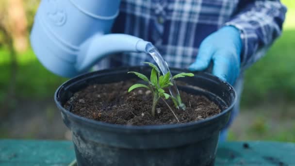 Bäuerin gießt, besprüht Tomatenpflanzen, die im Frühling aus Samen in den kleinen Töpfen im Garten wachsen.  - Filmmaterial, Video