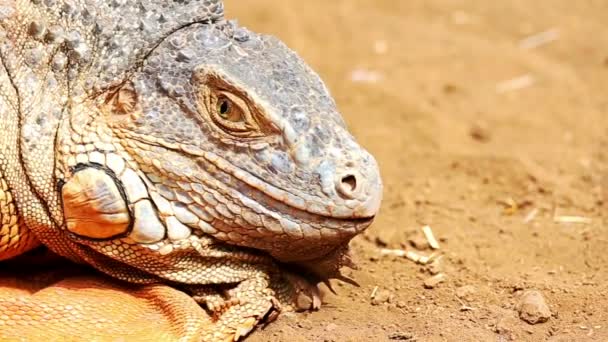 Fechar a cabeça de iguana ou lagarto na areia amarela
 - Filmagem, Vídeo