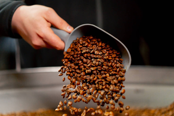 Zbliżenie fabryki pieczenia kawy robotnik nalewa paloną kawę z łopaty - Zdjęcie, obraz